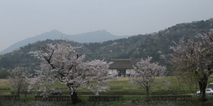 遺跡と桜と筑波山と‥ロゴと看板‥？_c0040488_7555434.jpg