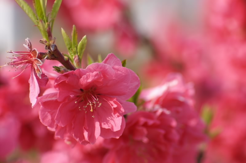 桃の花満開！甲府はピンクの絨毯(^^)_b0078795_19342537.jpg