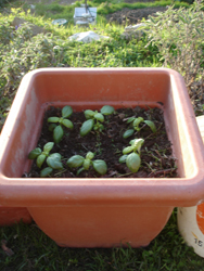 バジルを植えました_f0106597_51387.jpg