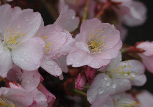 桜Ⅴ_a0046000_12535093.jpg