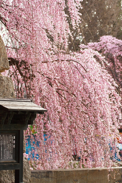 今日の桜＆花たち_b0048102_22252635.jpg