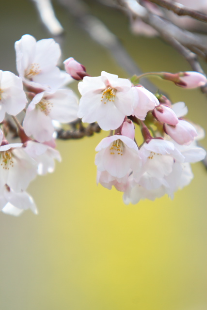 今日の桜＆花たち_b0048102_22283999.jpg