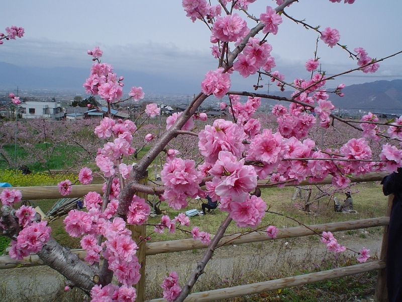 ももの花_a0021727_19273128.jpg