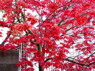 春は紅葉の季節です 出猩々 デショウジョウ Caさんのオイシイもん エッセイ Pert 2