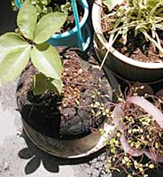 ∴光合成_d0040733_137772.jpg
