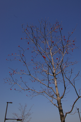 f0108133_1134139.jpg