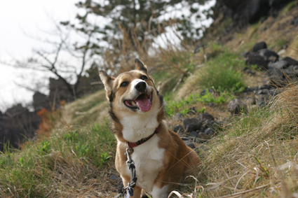 古の　道もせかせか　散歩かな_b0031538_151188.jpg