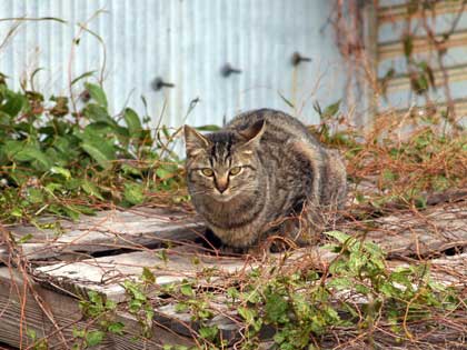 もう一匹の野良_b0039345_12495832.jpg