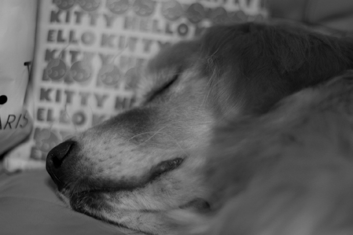 眠る犬　_a0041949_232534.jpg