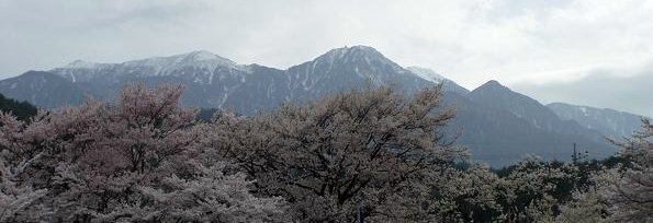 「山高神代桜」と「舞鶴の松」を訪ねてみました_f0012154_83294.jpg