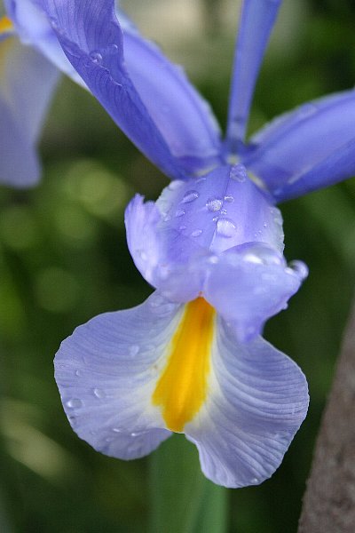 雨上がりの朝に_f0103667_922197.jpg