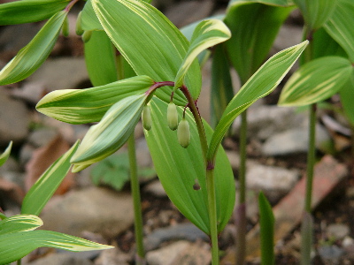 c0040472_11394193.jpg