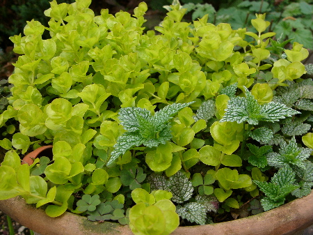 c0040472_11545943.jpg