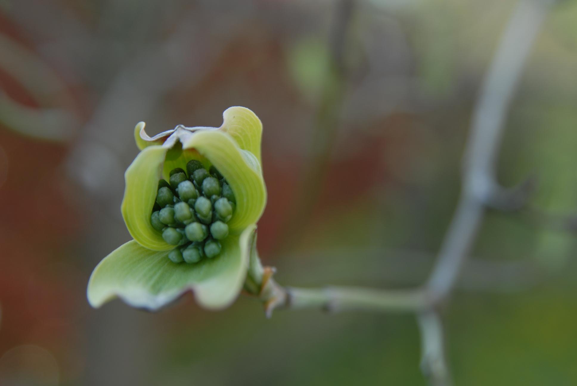 芽吹きの頃_c0036878_20124559.jpg