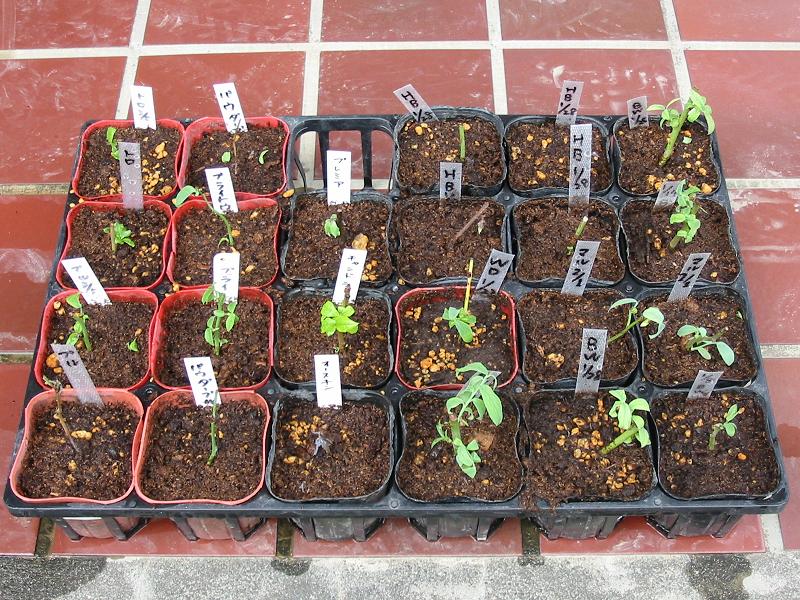 今年の挿し木 その後 ブルーベリーの育て方 栽培 ブルーベリー ノート Blueberrynote 今年の挿し木 その後 ブルーベリーの育て方 栽培 ブルーベリー ノート Blueberrynote