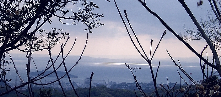 光る東京湾とミズキの花_f0068788_13444252.jpg