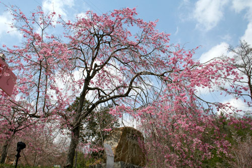 建部の森_c0037204_22423442.jpg