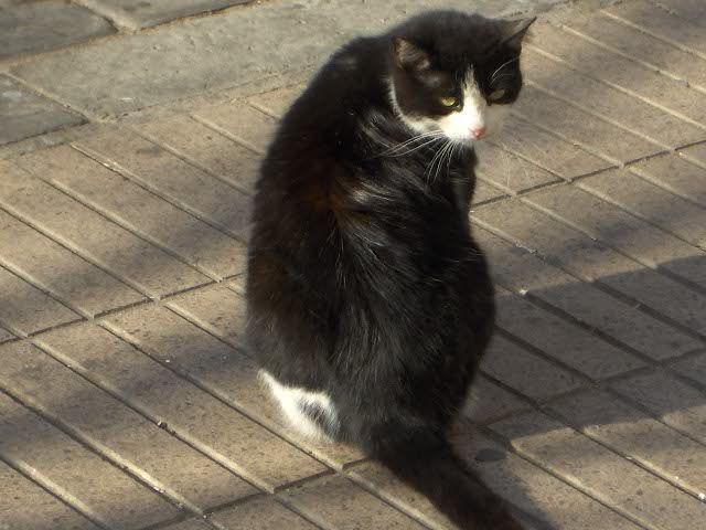 b0077906_49256.jpg