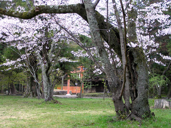 上賀茂神社と鴨川ーー花の_e0048413_22541479.jpg