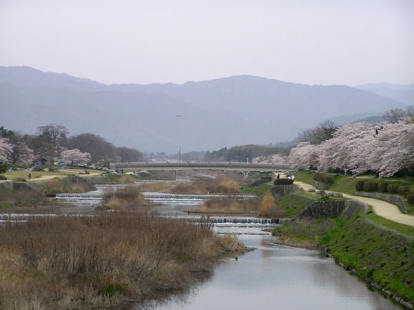 上賀茂神社と鴨川ーー花の_e0048413_22545063.jpg