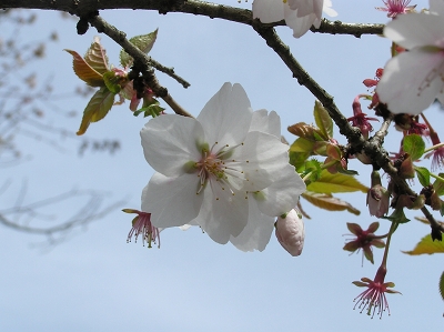 \'06春　桜の季節　桜山公園の冬桜　　～群馬藤岡市～_c0055515_23561481.jpg