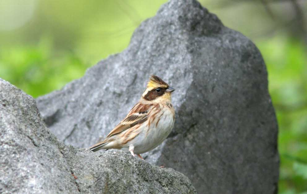 M公園の鳥の続きです。_e0077041_190162.jpg