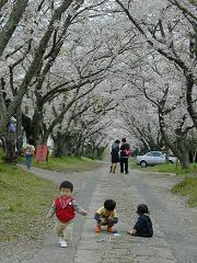 花見～桜のトンネル～_a0055347_1192436.jpg