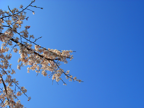 今年2回目の桜_a0024250_23191265.jpg