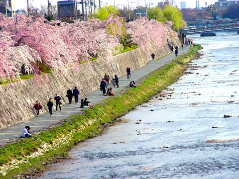 今年2回目の桜_a0024250_23321321.jpg