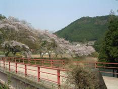 吉野町の桜_d0049152_22445764.jpg