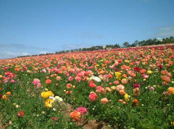 THE FLOWER FIELDS_f0016271_11191847.jpg