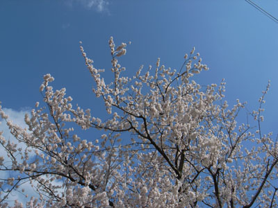 本日満開_e0082981_18532899.jpg