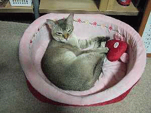 座長ブログ転載!_e0045587_16504440.gif
