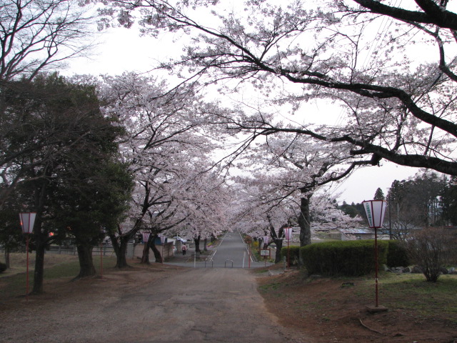 ☆桜☆_f0066690_2043119.jpg