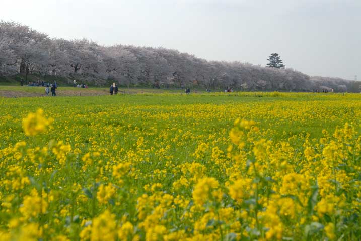f0050202_11491740.jpg