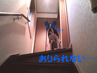 e0080117_2351656.gif