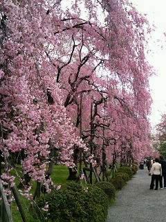 桜@二条城、京都御所_b0019820_053497.jpg