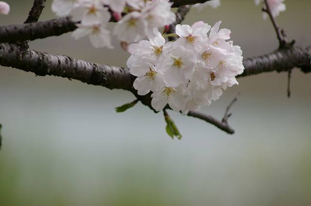 桜の岸辺～犀川_d0043136_22423842.jpg