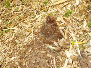 e0060041_5444794.jpg