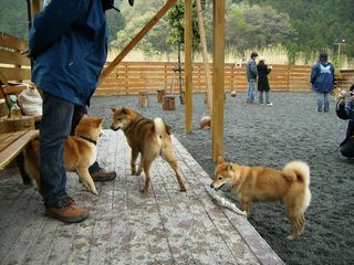 日曜日-わんわんパーティ　湘南一の猛者？_f0058241_11174083.jpg