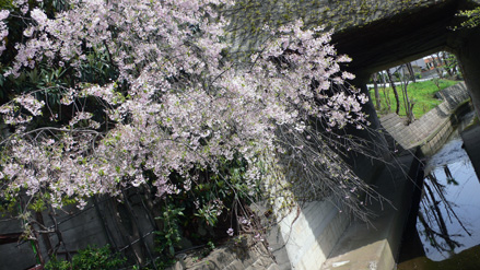 桜…桜_e0024944_11271755.jpg