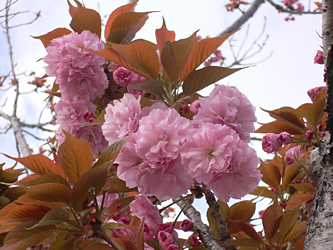 八重の桜_c0069048_6445691.jpg