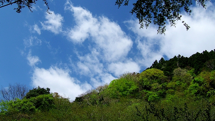 折木沢から見上げた空_f0068788_7214359.jpg