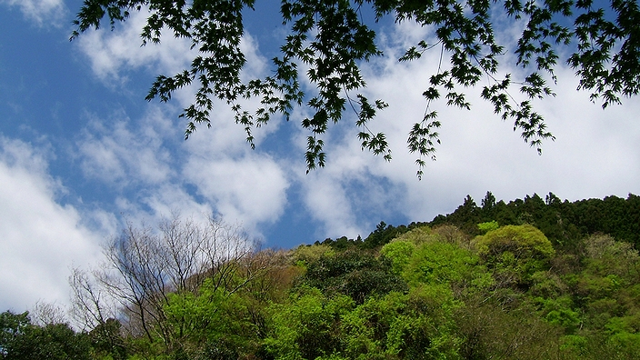 折木沢から見上げた空_f0068788_7235759.jpg