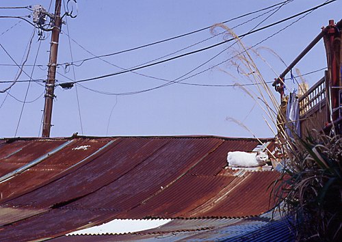 d0064000_2151256.jpg