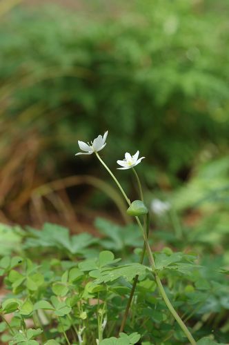 可愛い春の野草_f0012718_0131397.jpg