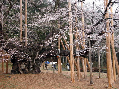 根尾の薄墨桜と菊花石_d0045626_21435945.jpg