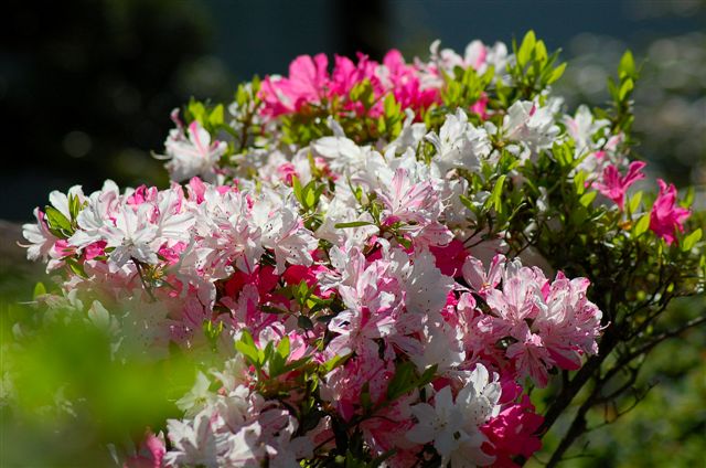 アザミの花は好きですか？_e0056537_19553548.jpg