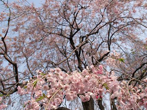 桜去りまた新たな花の出会いが_a0003746_1727748.jpg