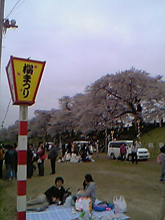 満開の桜_f0044846_196497.jpg